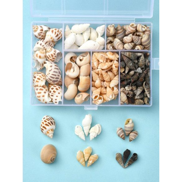 Selection Of Shells
