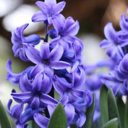 Prémium illatolaj - jácint, 100 ml