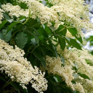 Prémium illatolaj - bodzavirág & moha, 10 ml