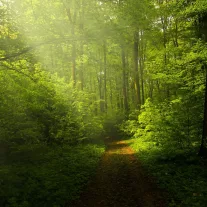 Woodland Walk Fragrance Oil - 10 ML