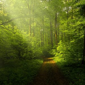 Woodland Walk Fragrance Oil - 10 ML