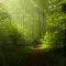 Woodland Walk Fragrance Oil - 10 ML