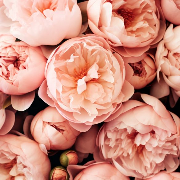 Prémium illatolaj - bazsarózsa, 100 ml