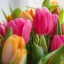 Prémium illatolaj - tulipán, 100 ml