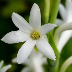 Prémium illatolaj - tubarózsa, 100 ml