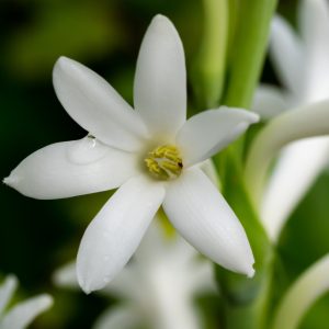 Prémium illatolaj - tubarózsa, 10 ml