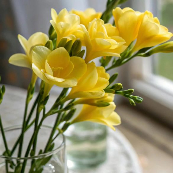 Prémium illatolaj - frézia, 100 ml