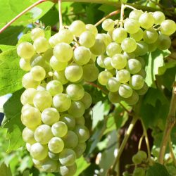 Prémium illatolaj - szőlő, 10 ml