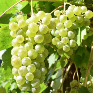 Prémium illatolaj - szőlő, 50 ml