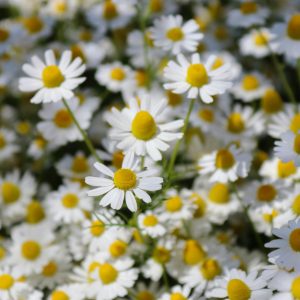 Prémium illatolaj - százszorszép, 10 ml