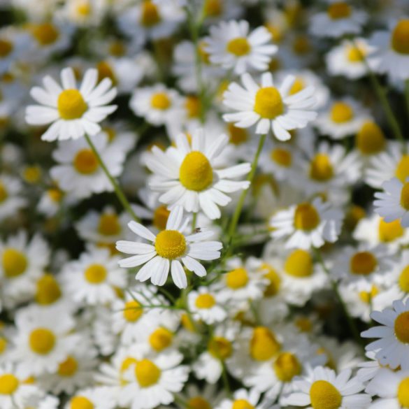 Prémium illatolaj - százszorszép, 10 ml