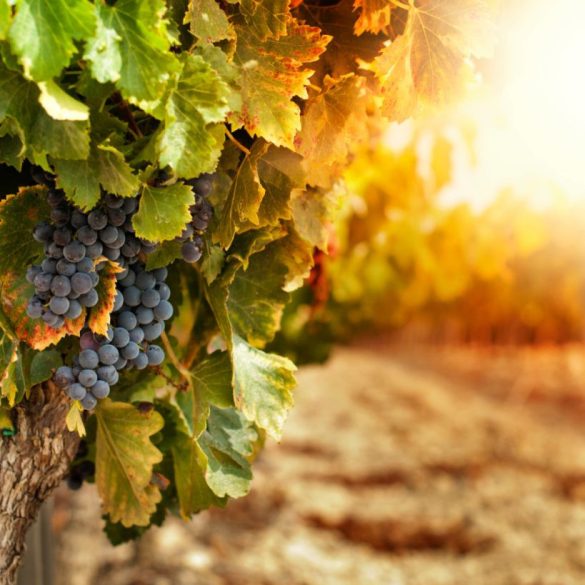 Prémium illatolaj - toszkán szőlőskert, 50 ml