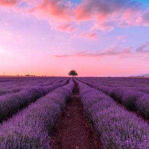 Premium Fragrance Oil - Lavender, 10 ml