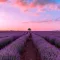 Premium Fragrance Oil - Lavender, 10 ml