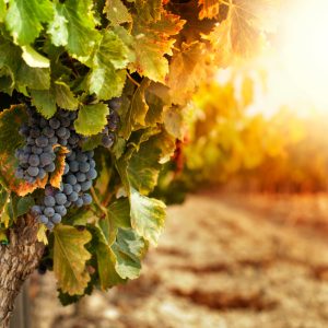 Prémium illatolaj - toszkán szőlőskert, 10 ml