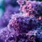 Premium Fragrance Oil - Lilac, 10 ml