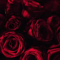 Premium Fragrance Oil - Rose, 10 ml