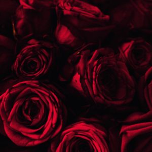 Premium Fragrance Oil - Rose, 10 ml