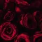 Premium Fragrance Oil - Rose, 10 ml